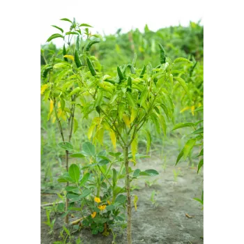 green chilli  (50)-3196886-29323.webp
